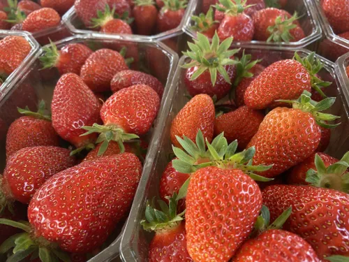 Les libres cueillettes de fraises en Alsace