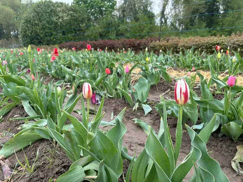 Des fleurs à couper soi-même en Alsace