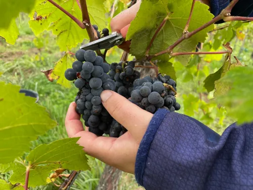 Alsace Vendanges recrute dès ce lundi