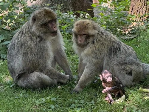 Naissances en série à la Montagne des Singes  