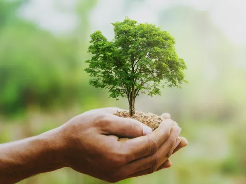 Banque Populaire du Sud : journée dédiée à l'environnement