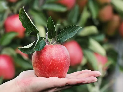 Hérault : la pomme célébrée en grand dans ces deux coopératives