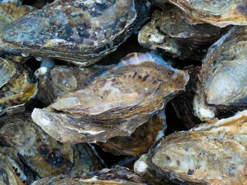 Sète : l'huître, star d'un week-end insolite et festif