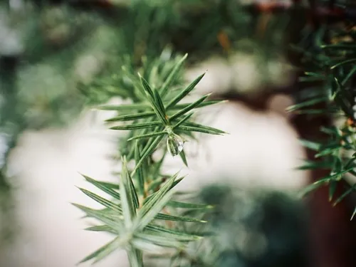 Montpellier : 68 parcs pour déposer votre sapin
