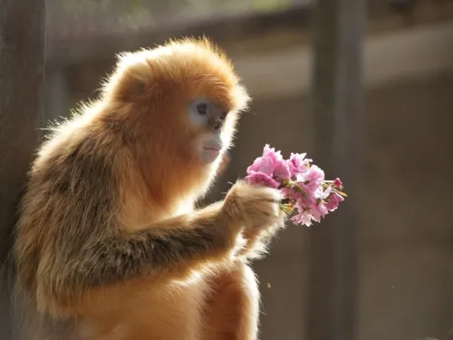 Première mondiale : trois singes dorés à Pairi Daiza