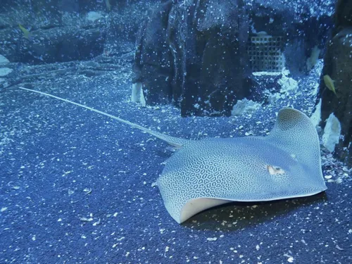 Des nouveautés chez Nausicaa cet été