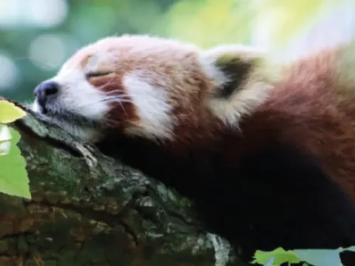 Journées de la conservation au zoo de Lille