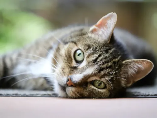 Une collecte pour les animaux à Marcq-en-Baroeul