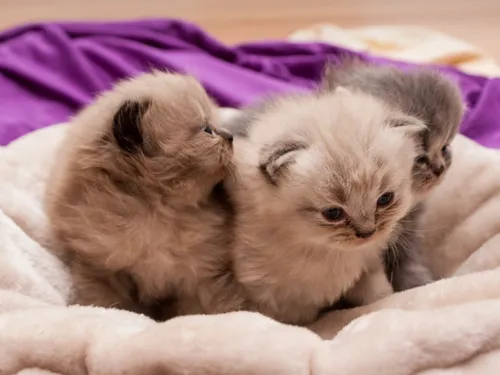 Appel au don de lait maternisé pour les chatons de la LPA