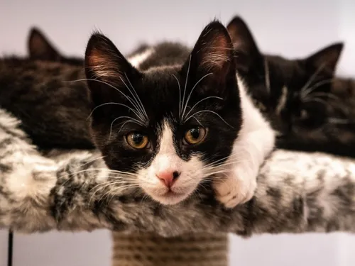 Nouveau salon de l'adoption à Wasquehal avec l'Ecole du chat