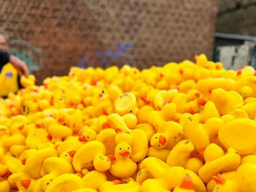 Rendez-vous à Arras pour la Duck Race ! 