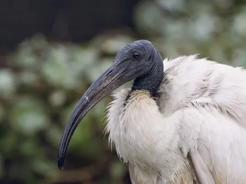 Rencontre avec l'ibis sacré chez Bio-Topia pour les vacances