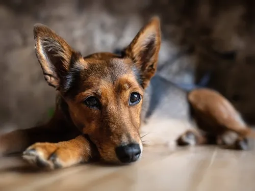 Le bien-être animal au coeur du sujet à Lille samedi