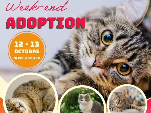 Salon de l'adoption avec l'Ecole du Chat de Roubaix ce week-end