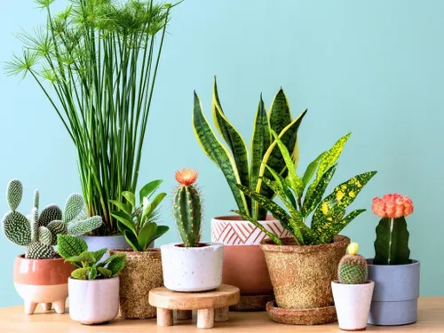 Les ventes de plantes reviennent à Garage à Lille
