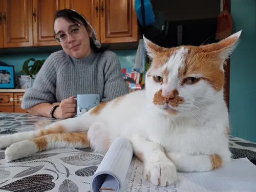 Insolite : bientôt un bar à chats à Montauban !