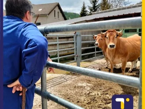 Pistache, une vache choisie sur pied pour les cantines de Mende