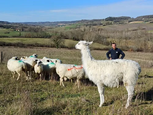 Insolite. Face aux attaques de renards ce berger achète un lama !