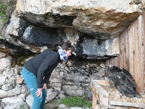 Deux nouveaux gypaètes barbus dans les Gorges de la Jonte