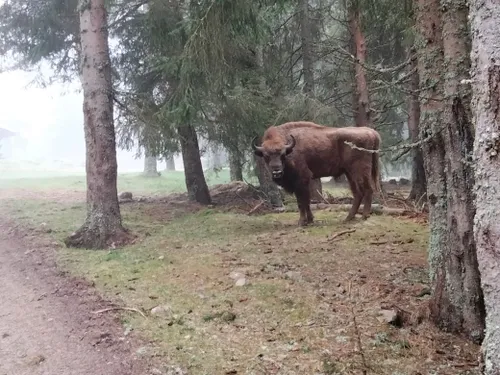 A Ste Eulalie, le Parc des Bisons d’Europe a un nouveau pensionnaire
