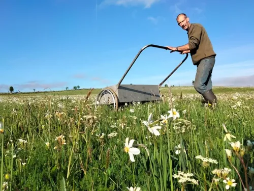 La cueillette du narcisse, une fleur subtile pour les parfumeurs du...