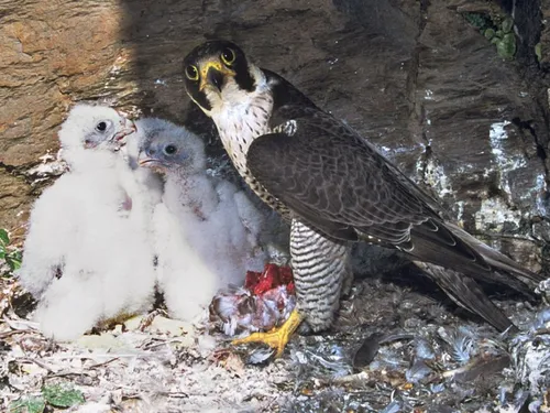 Trois poussins faucon pèlerin observés dans les gorges de la Truyère