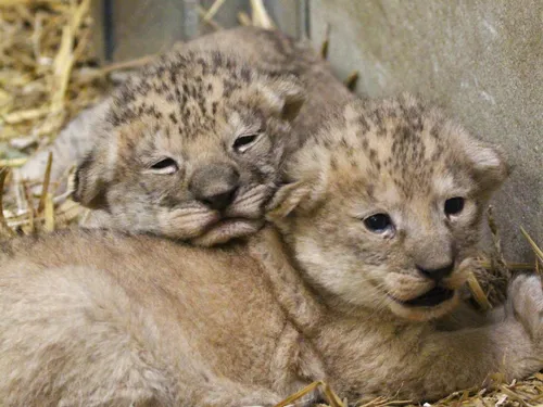 Auvergne : Deux bébés lions nés au parc animalier