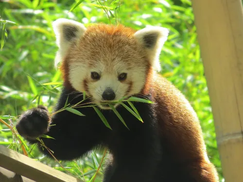 Un panda roux bientôt au Muséum de Montauban !