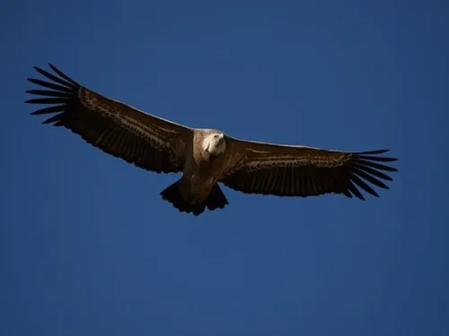 Les vautours, des rapaces inoffensifs qui font pourtant planer...