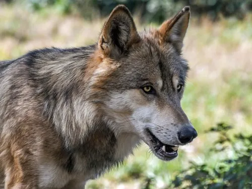 Un loup filmé sur une route de Lozère