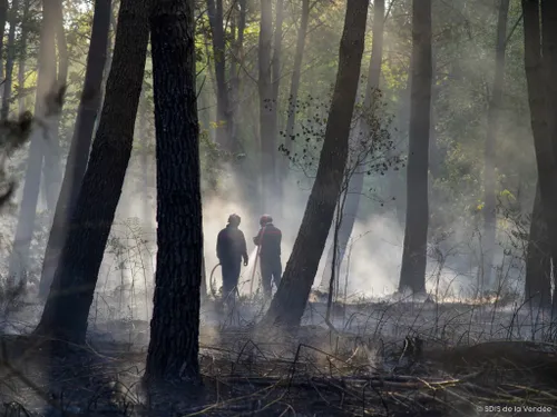 Vendée : un hectare de forêt détruit par un incendie