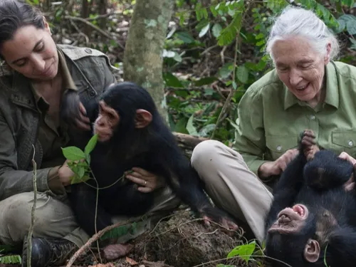 Jane Goodall, la célèbre primatologue britannique, est décédée à...