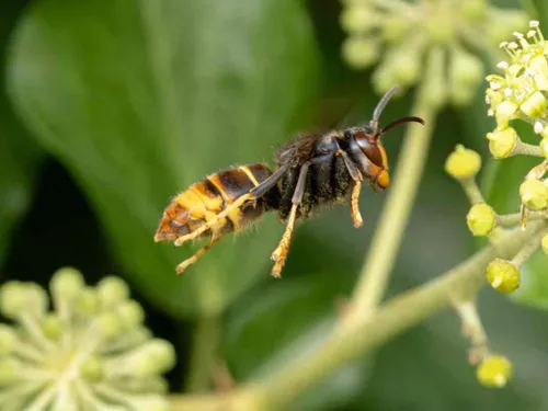 Frelons asiatiques : le raz-de-marée d’automne s’abat sur la...