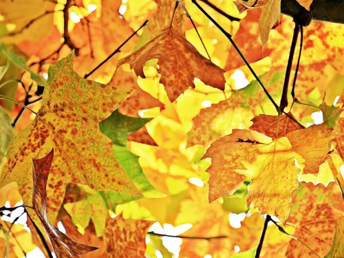 Pourquoi l'automne débute le 22 septembre ?