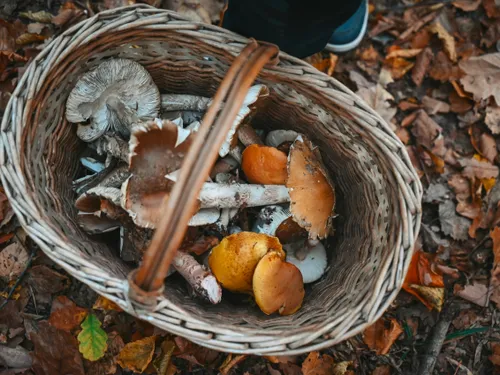 Les règles à connaître pour la cueillette des champignons