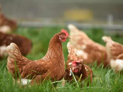 Grippe aviaire : le risque relevé de "modéré" à "élevé" en France