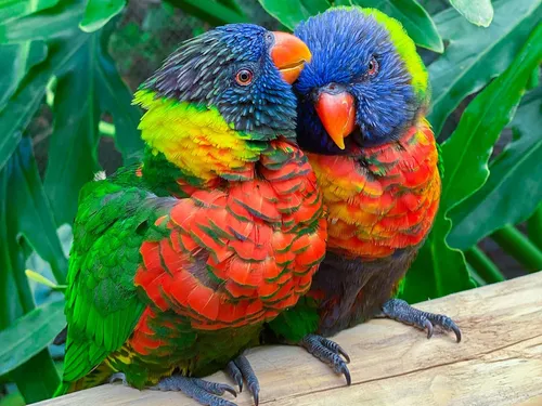 Foire aux Oiseaux de Pontivy