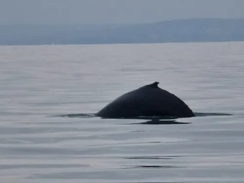 Arrêt des recherches de la baleine à bosse dans la Seine