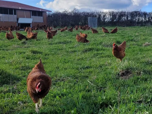 En Loir-et-Cher, trois ventes de poules pondeuses à petit prix