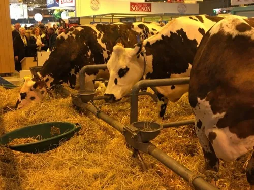 Est-ce qu'il y a trop de vaches en France ?