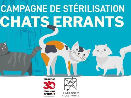 Le Quesnoy : une nouvelle campagne de stérilisation de chats errants