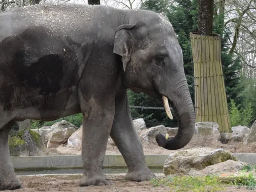 (Vidéo) Maubeuge - Un nouvel éléphant de 2,8 tonnes au Parc Zoologique