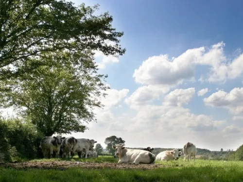 Une Appellation d’Origine Protégée pour le beurre et le lait de...