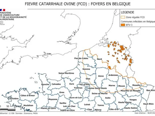 Fièvre catarrhale à Chimay, des mesures de restriction en France