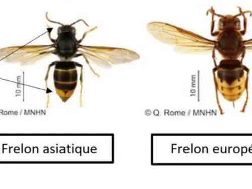 Frelon asiatique - Atelier pour les apiculteurs de l'Avesnois samedi