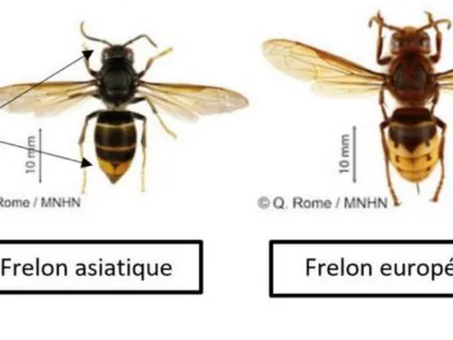 Face au frelon asiatique, l'Avesnois riposte