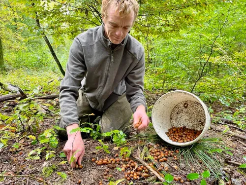 Des glands précieux récoltés à Liessies pour peupler les forêts de...