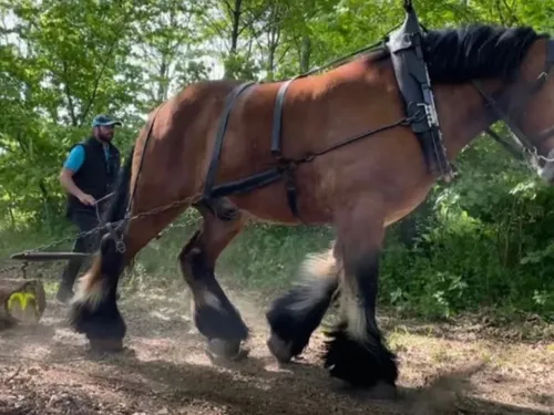 Bavay : concours cantonal des chevaux de trait ce samedi