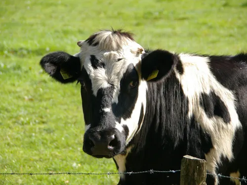 Floyon - Une vache tombe dans un puit : elle a été sauvée