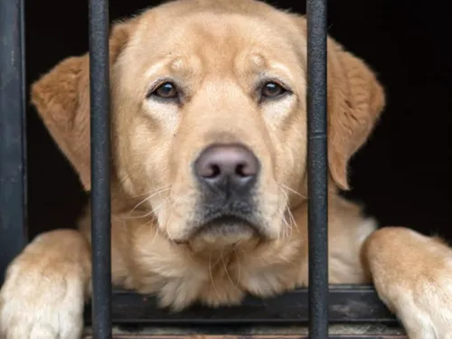 Val de Sambre : une nouvelle fourrière animale d’ici 2030